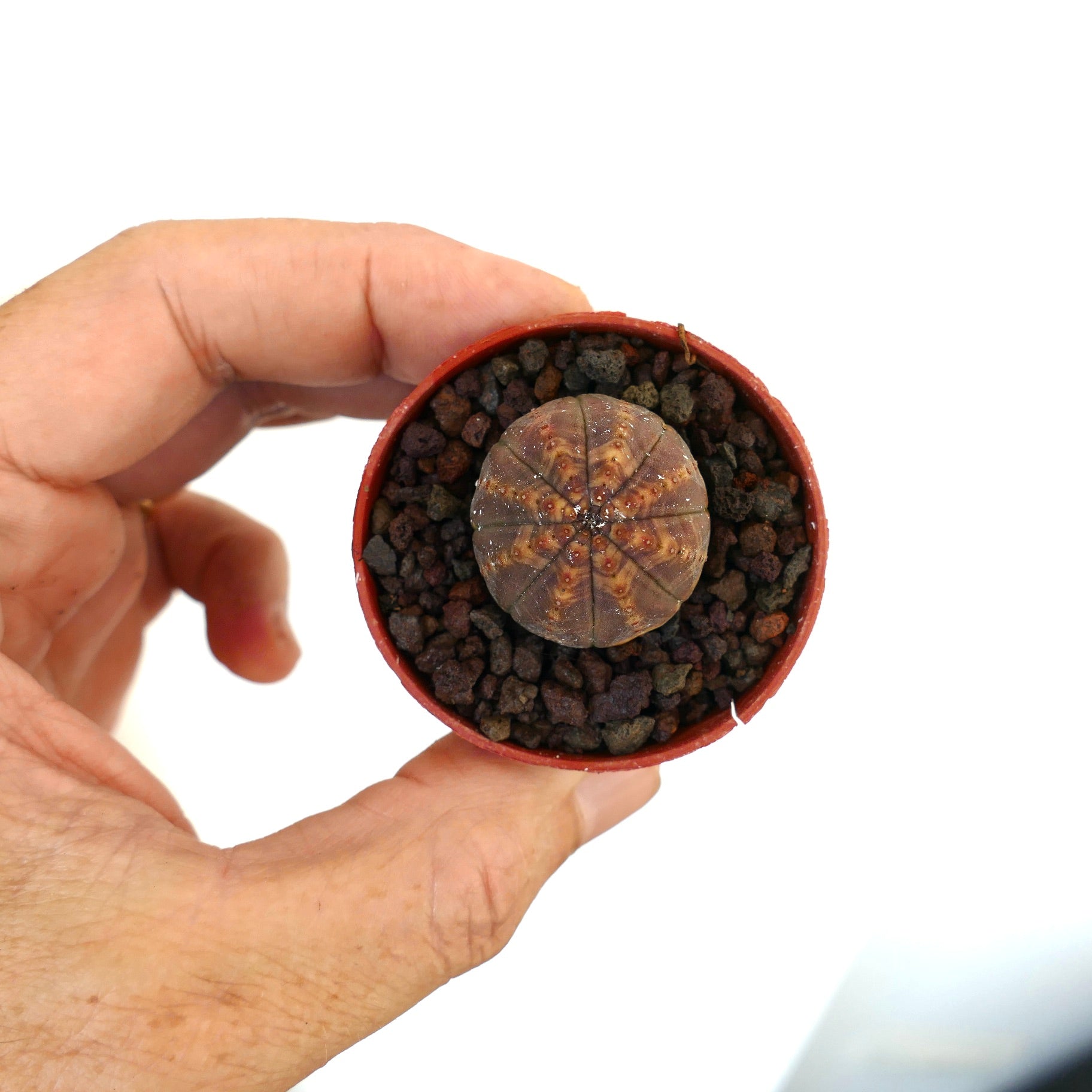 Euphorbia obesa liten sukkulent med avrundet form og tydelige gule V-mønstre