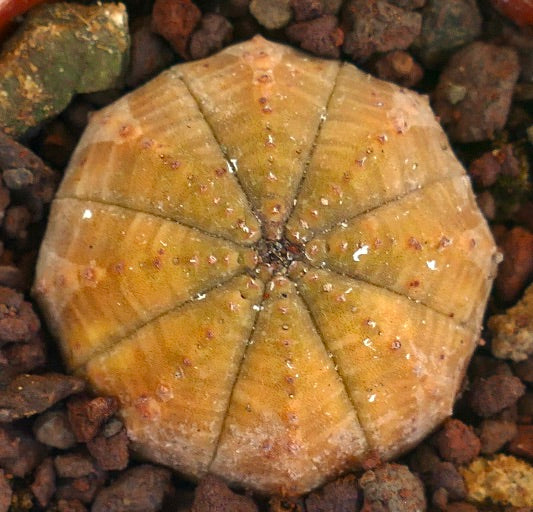 Euphorbia obesa succulent with rounded segmented body and brownish-yellow hues on rocky soil