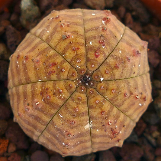 Succulenta Euphorbia obesa con motivo a strisce marrone-gialle e piccoli tubercoli rossi