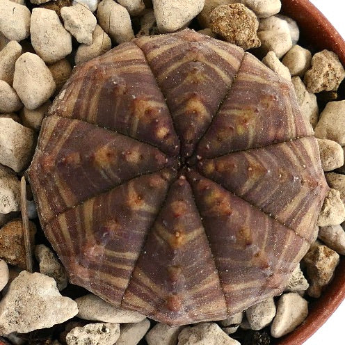 Euphorbia obesa suculenta rara con patrón jaspeado de rayas marrón-amarillas y forma redondeada
