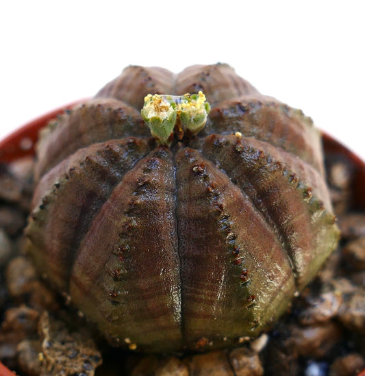 Succulenta Euphorbia obesa con struttura arrotondata costolata e piccoli fiori gialli in fiore