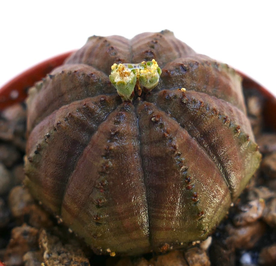 Succulenta Euphorbia obesa con corpo marrone arrotondato e costolato e piccoli fiori gialli in fiore