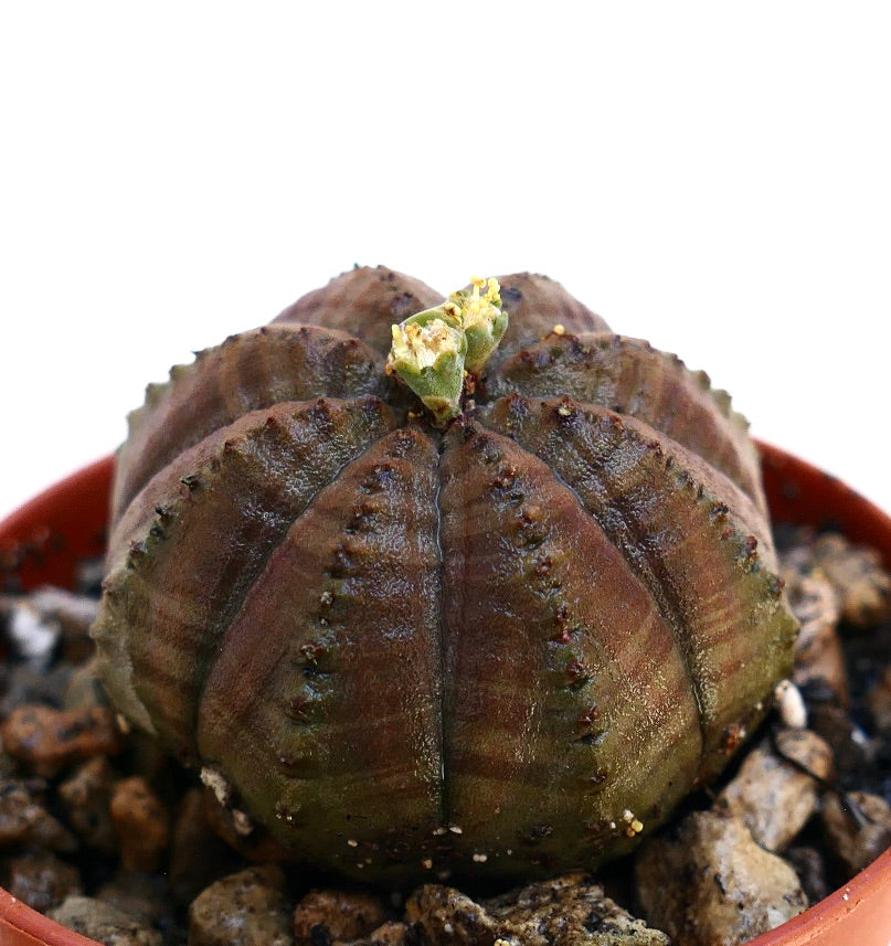Euphorbia obesa, pianta grassa succulenta con corpo marrone costolato e piccoli fiori gialli
