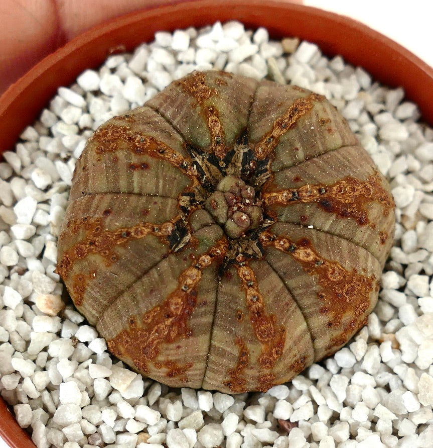 Euphorbia obesa BROWN monstruosus apex