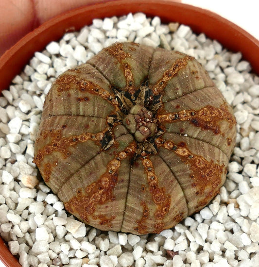 Euphorbia obesa BROWN monstruosus apex