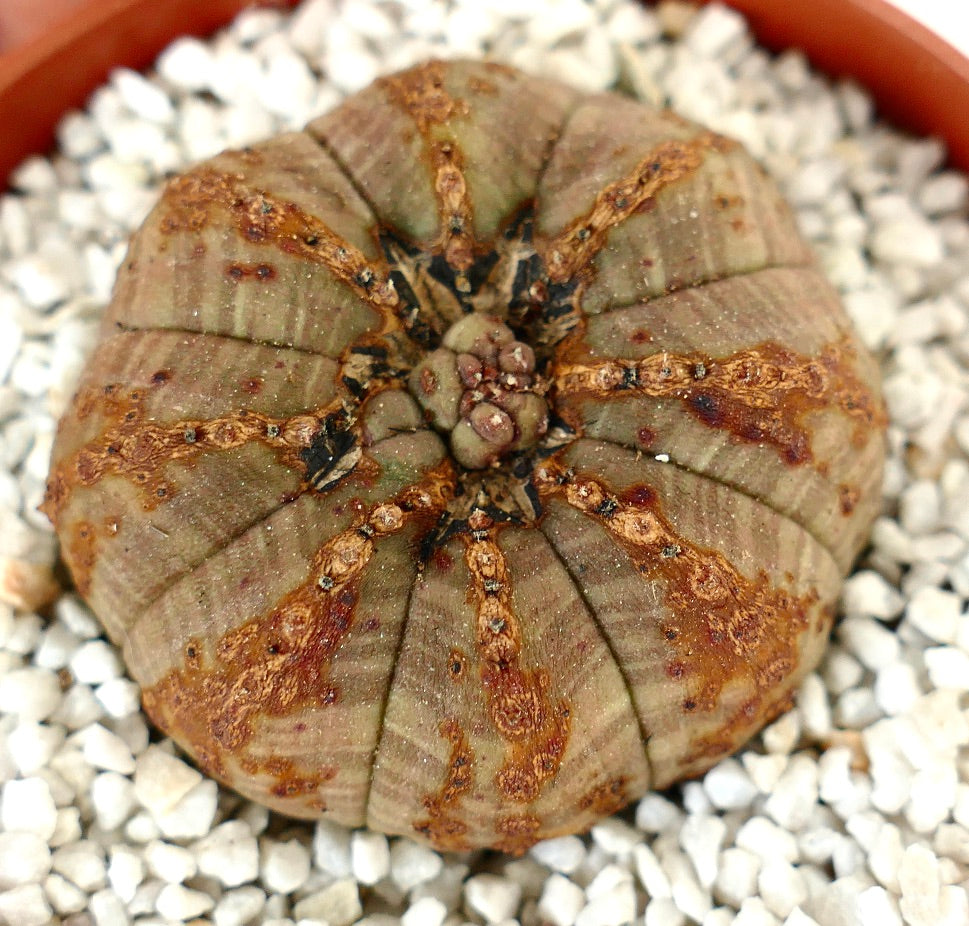 Euphorbia obesa BROWN monstruosus apex