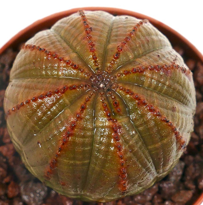 Cacto suculento Euphorbia obesa com forma arredondada e costelas com bordas vermelhas em vaso