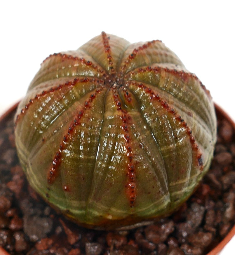 Euphorbia obesa suculenta com corpo arredondado estriado e linhas vermelhas pontilhadas no vaso