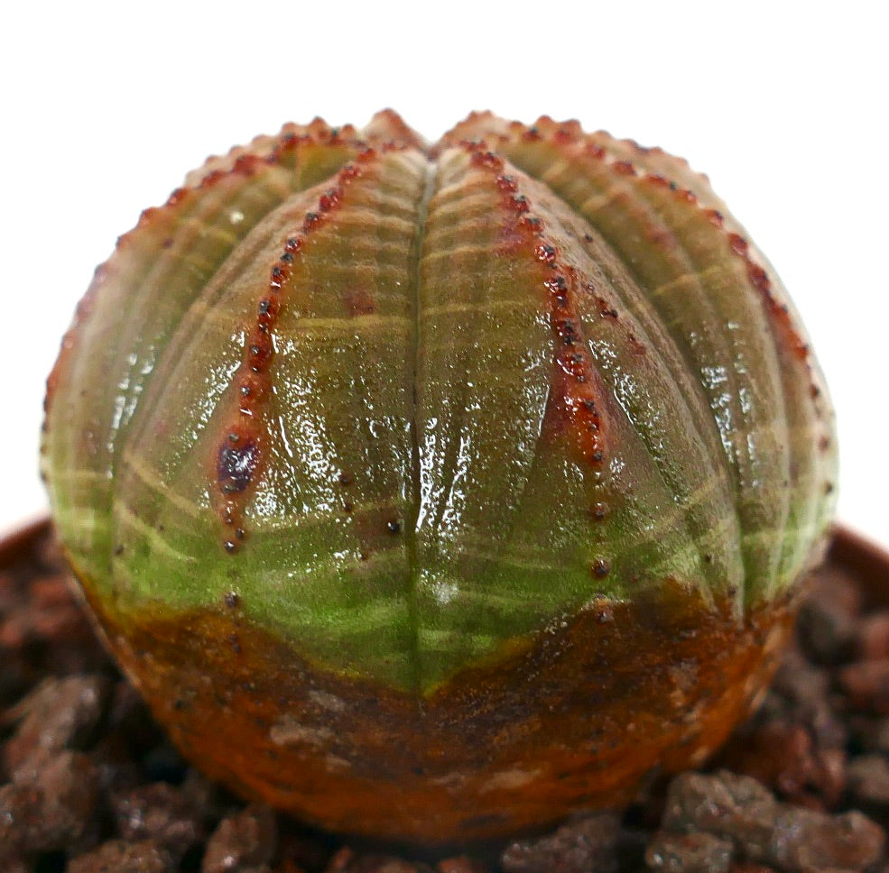 Suculenta Euphorbia obesa com corpo arredondado e costelas, bordas tingidas de vermelho, crescendo em solo rochoso
