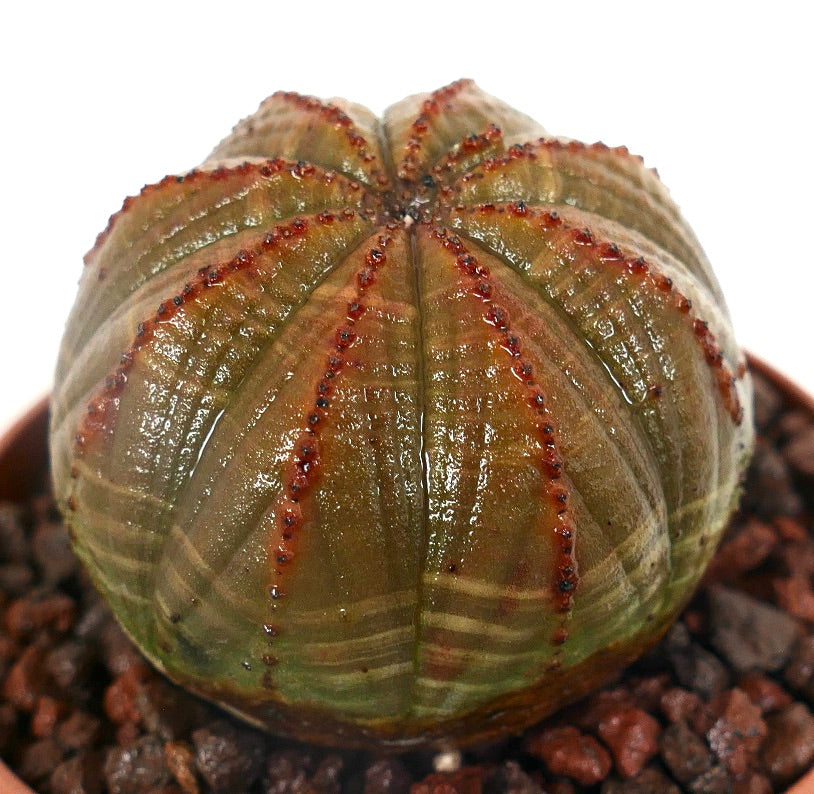Euphorbia obesa cacto suculento com corpo arredondado e estriado e tubérculos com pontas vermelhas