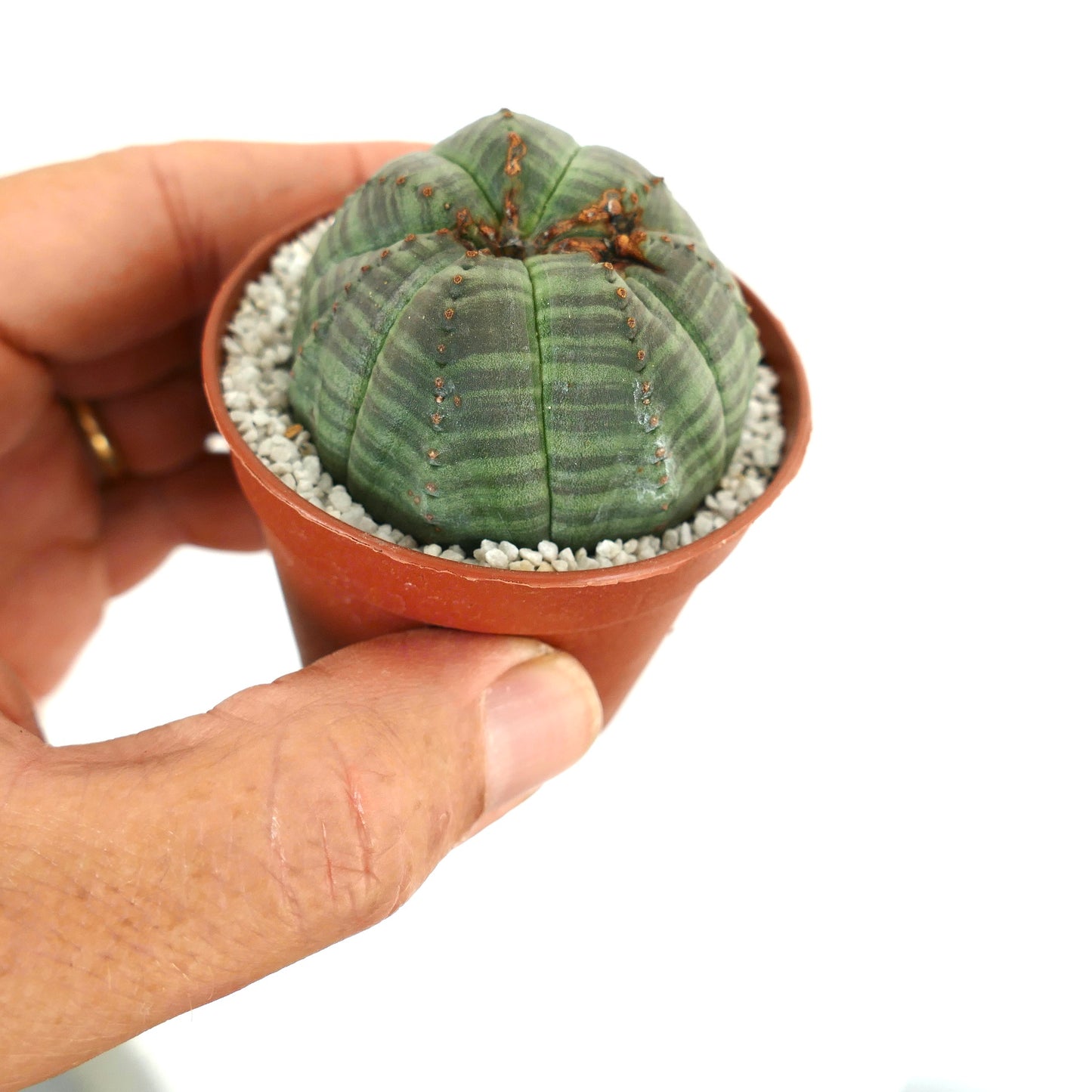 Euphorbia obesa CRAZY APEX