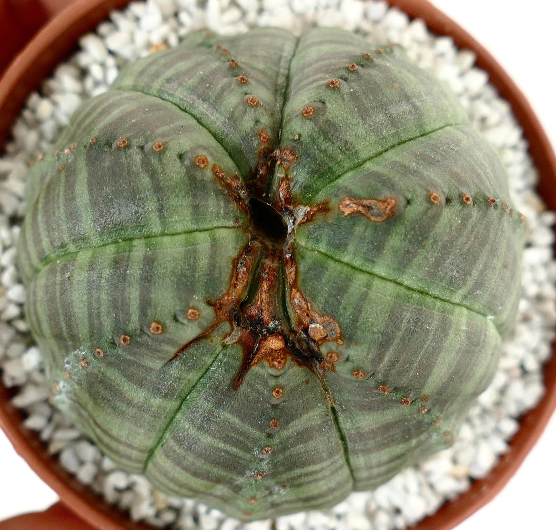 Euphorbia obesa CRAZY APEX