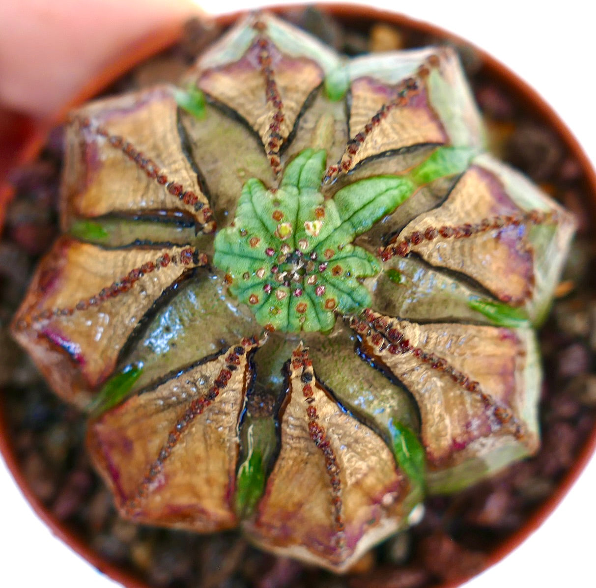 Top view of Euphorbia obesa, showing an irregular apex with clustered green tissue surrounded by ribbed brown and green segments with reddish bumps.