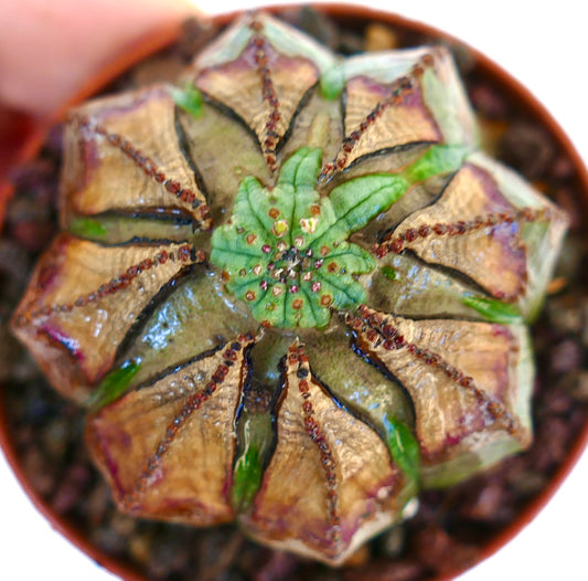 Top view of Euphorbia obesa, showing an irregular apex with clustered green tissue surrounded by ribbed brown and green segments with reddish bumps.