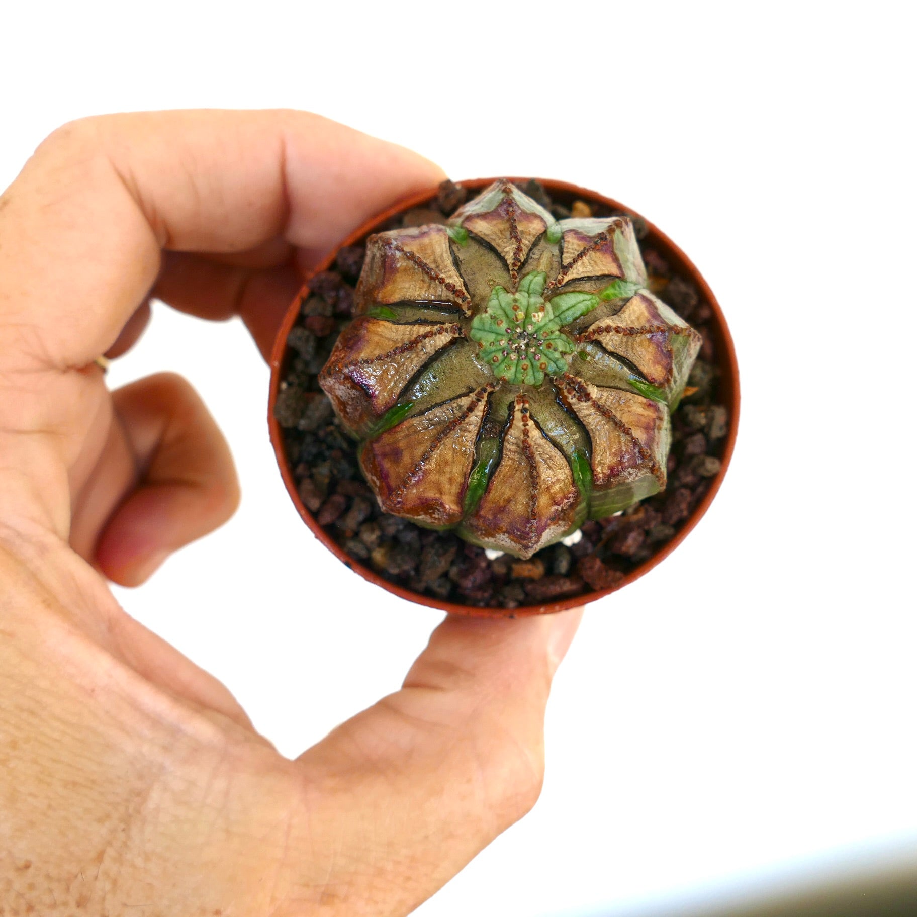 Hand holding a potted Euphorbia obesa, highlighting its round body with brown ribs and an unusual, deformed green apex at the crown.