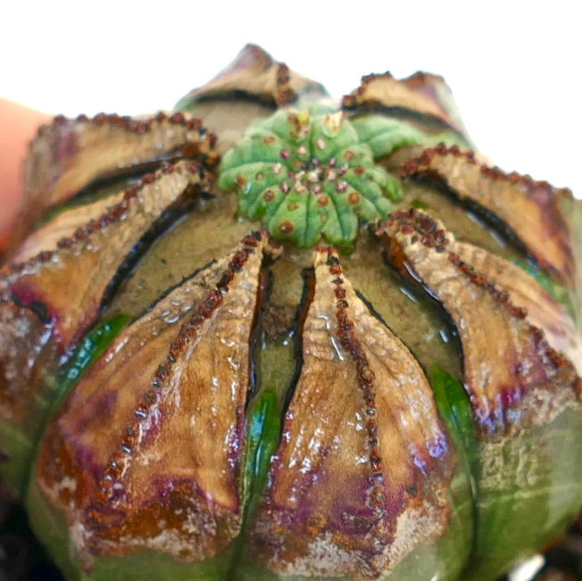 Close-up of Euphorbia obesa apex, displaying distorted green growth emerging from the center, framed by ribbed brown ridges.