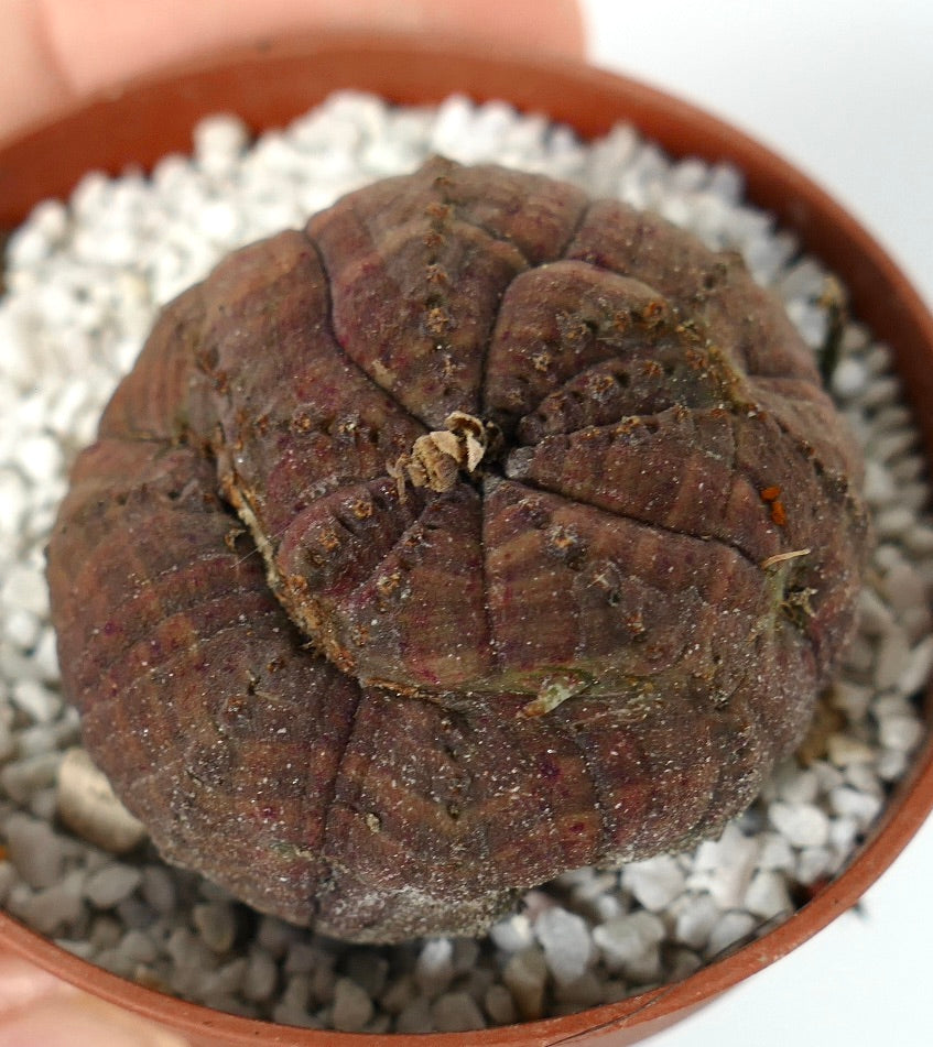 Euphorbia obesa dark brown succulent with rounded ribbed structure and rough texture in pot