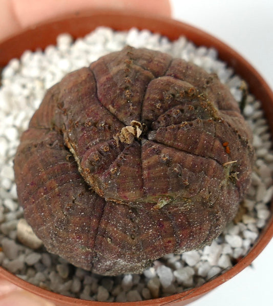 Euphorbia obesa dark brown succulent with rounded ribbed structure and rough texture in pot