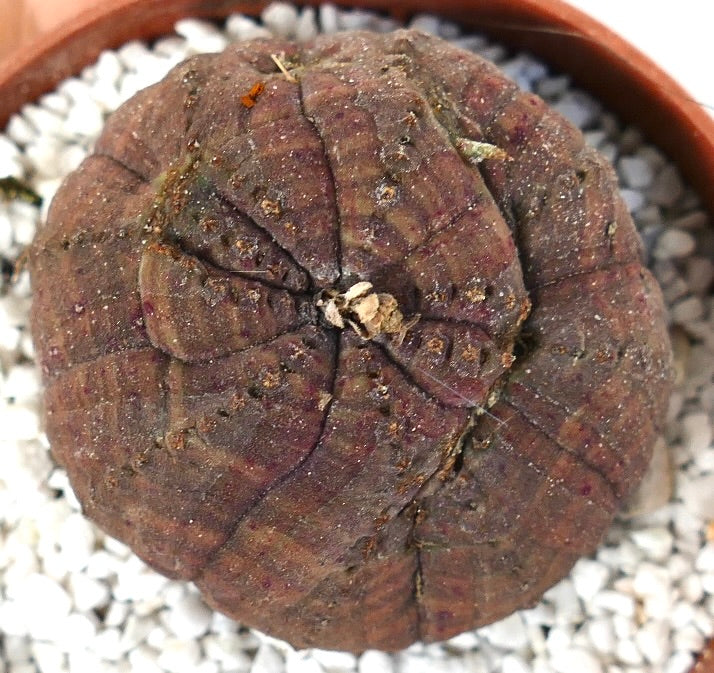Euphorbia obesa dark brown succulent with rounded ribbed structure and rough texture