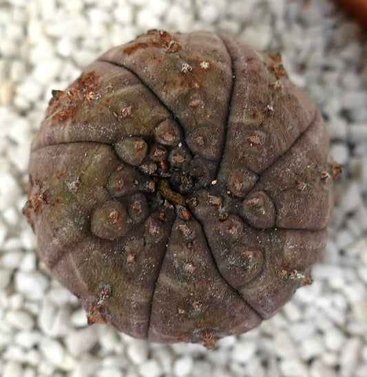 Euphorbia obesa succulent with dark gray rounded ribbed body and small brown areoles