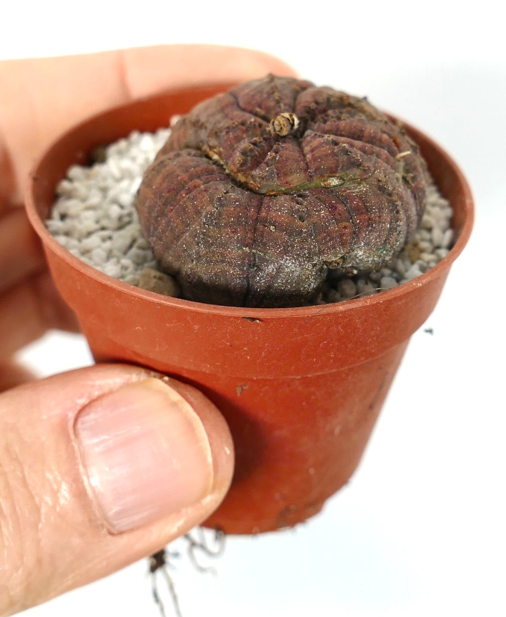 Euphorbia obesa small dark brown succulent with rounded ridges in terracotta pot