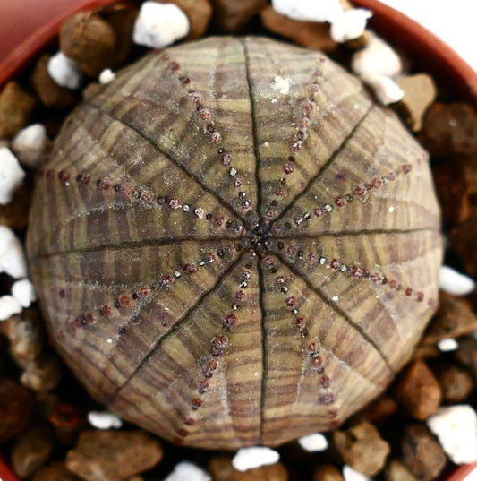 Succulenta Euphorbia obesa con corpo sferico a strisce grigio scuro-verdi e piccoli tubercoli