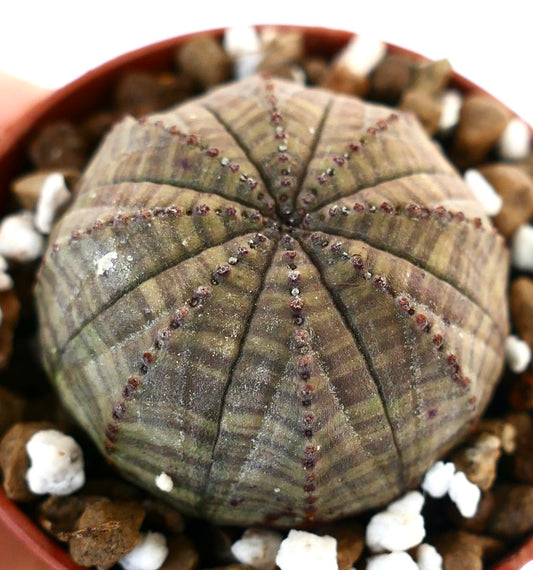 Euphorbia obesa succulenta a strisce grigio scuro-verde con corpo arrotondato e costolato e piccoli tubercoli