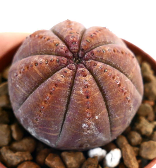 Succulenta Euphorbia obesa con corpo tondeggiante scanalato di colore rosso scuro e piccole areole