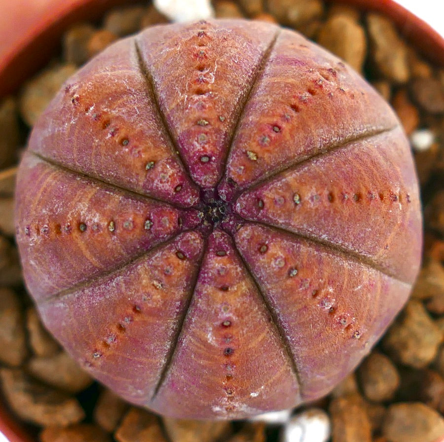 Succulenta Euphorbia obesa con corpo arrotondato costoluto di colore rosso scuro e piccole areole