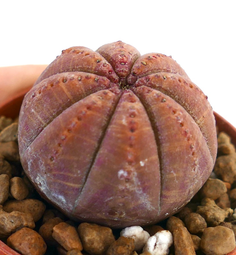 Succulenta Euphorbia obesa con struttura arrotondata e costolata e colore rosso porpora scuro