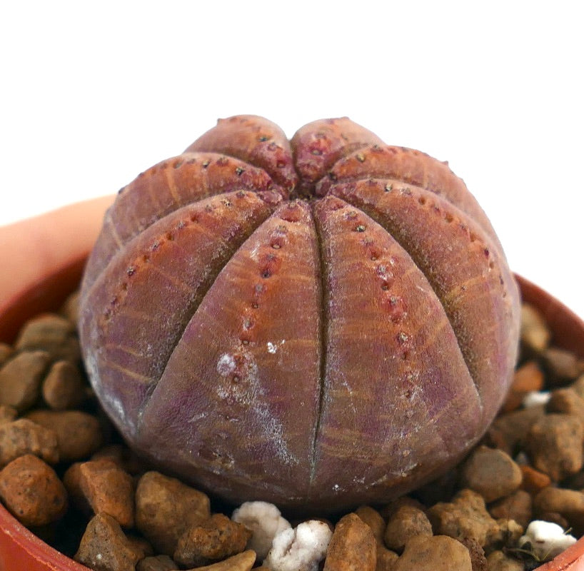 Euphorbia obesa succulenta rossa scura, cactus arrotondato con superficie costolata e piccoli tubercoli