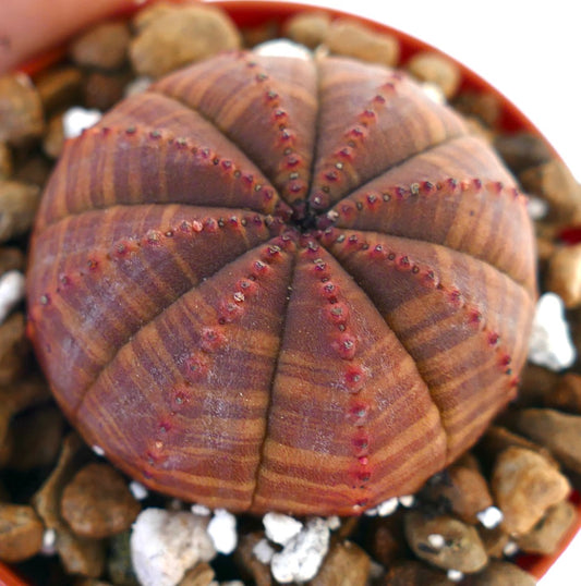 Euphorbia obesa raro succulenta con motivo a strisce rosso scuro e piccoli tubercoli