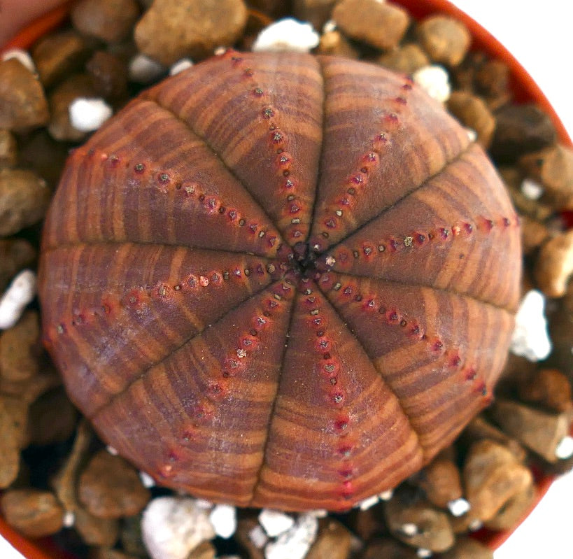 Euphorbia obesa, cactus succulento con motivo a strisce rosso scuro e piccoli tubercoli