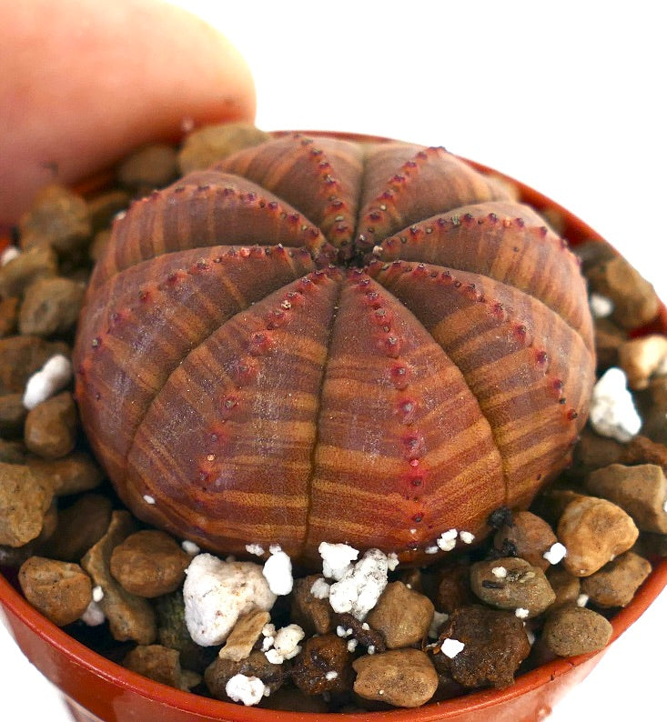 Euphorbia obesa succulenta con motivo a strisce rosso scuro e piccoli tubercoli rossi in vaso