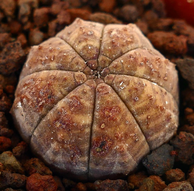 Euphorbia obesa succulent with round segmented body and brown textured surface