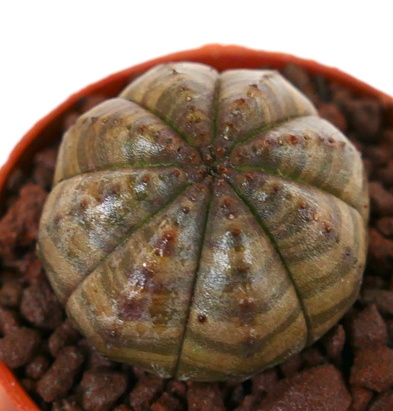 Euphorbia obesa sukkulent med mørkebrun og grønnstripet rund kropp og små vårtor