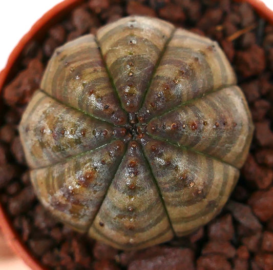 ユーフォルビア・オベサ 多肉植物 丸みを帯びた肋骨状の胴体と微妙な暗褐色と緑色の縞模様