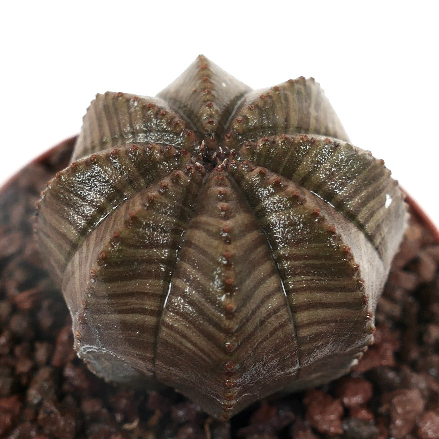 Euphorbia obesa sukkulent kaktus med mørkebrunt stripet ribbet kropp og små knøler