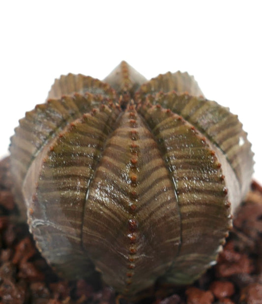 Euphorbia obesa sukkulent med mørkebrunt stripete ribbet kropp og små knøler