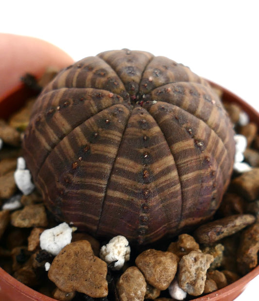 Euphorbia obesa, cactus succulento dalla forma arrotondata e motivo a strisce marrone scuro