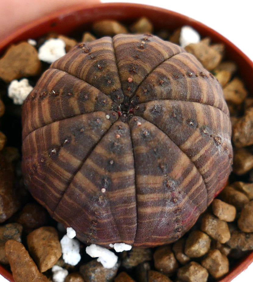 Euphorbia obesa sukkulent med mørkebrunt stripemønster og rund ribbestruktur