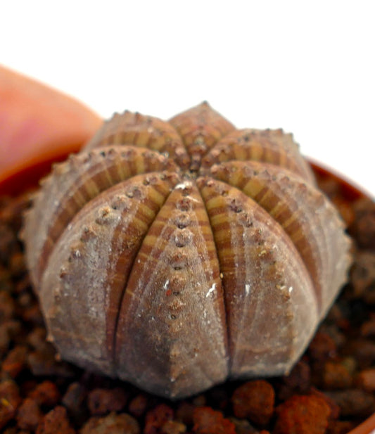 Euphorbia obesa succulent with rounded ribbed body and subtle brown striped pattern