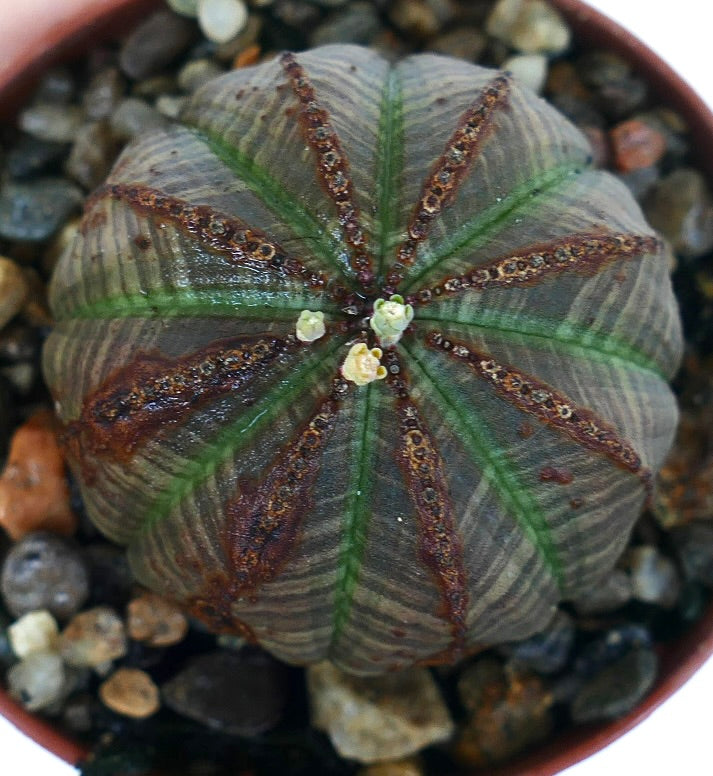 Top view of Euphorbia obesa with a rounded, ball-like shape, dark gray-green surface, and vertical brown ridges, showing small budding flowers at the crown, planted in a pot with gravel.