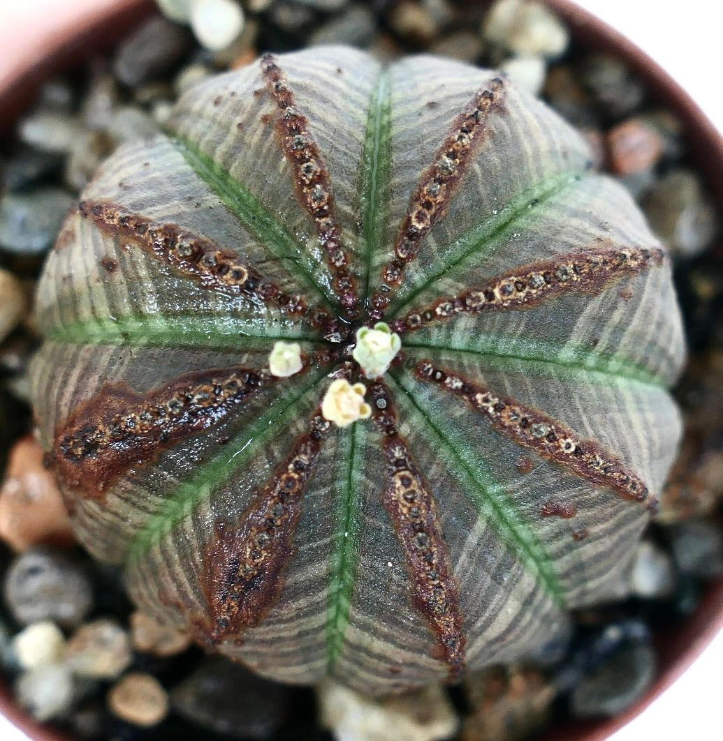 Close-up top view of Euphorbia obesa, a spherical succulent with dark gray-green skin, prominent brown vertical lines, and tiny pale yellow-green flowers emerging at the center, set in a rocky potting mix.