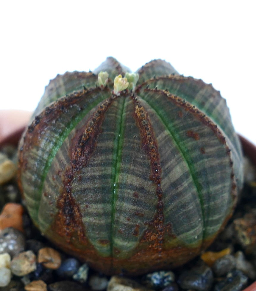 Side view of Euphorbia obesa, displaying its ribbed, ball-shaped body with alternating gray-green and brown-striped sections, topped with small flower buds, growing in a pot with pebbles.