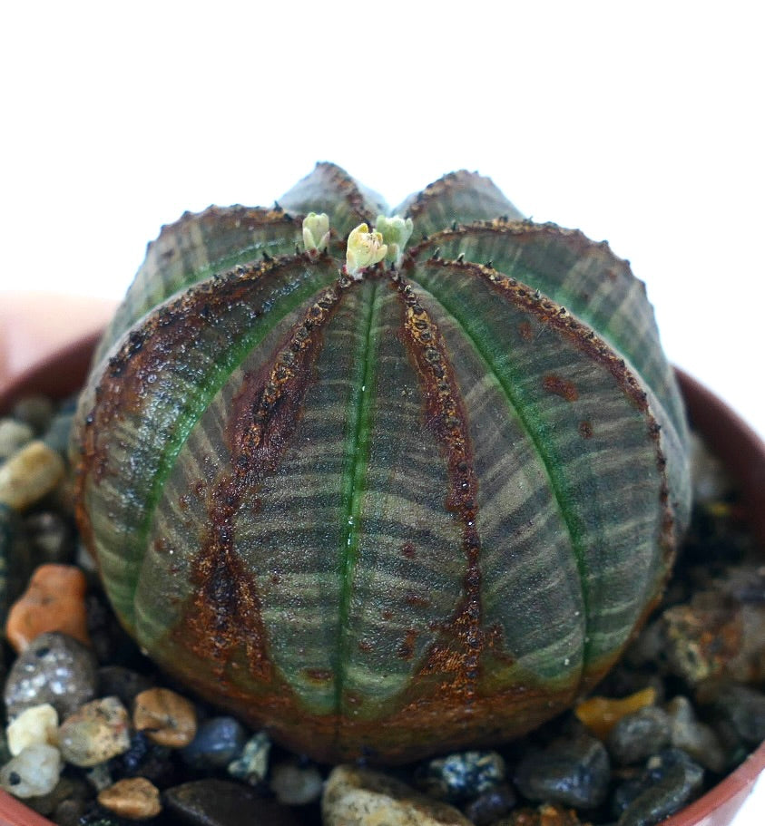 Oblique side view of Euphorbia obesa showing its rounded, ribbed structure with dark gray-green segments, rusty brown ridges, and small flower buds at the top, planted in a gravel substrate.