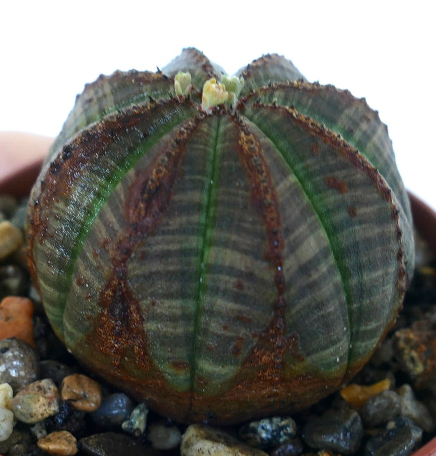 Close side view of Euphorbia obesa, highlighting its spherical body with dark gray-green color, vertical brown ridges, and small flower buds emerging from the crown, surrounded by pebbles in a pot.