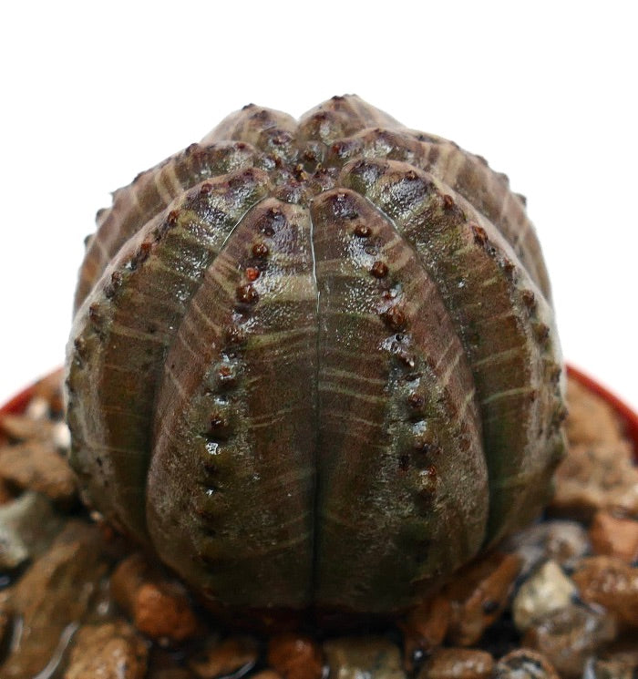 Euphorbia obesa donkere grijze vetplant met een afgerond geribbeld lichaam en kleine bruine tuberkels