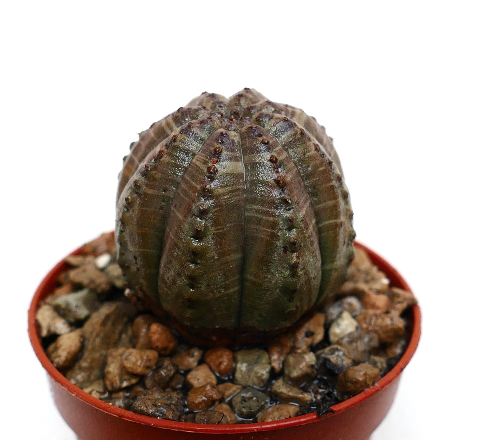 Euphorbia obesa donkergrijze vetplant met geribd, rond lichaam en kleine bruine tuberkels in pot