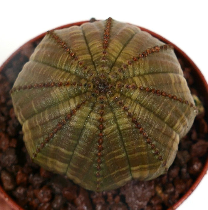 星形の縁取りと質感のある緑色の表面を持つユーフォルビア・オベサ多肉植物（鉢植え）